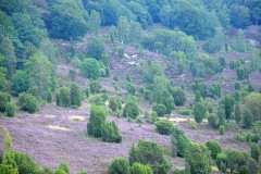 Ausflug Lüneburger Heide 20.08.2016