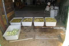 Kartoffelfest 2013